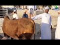 Oman's Unique Cattle \u0026 Goat Market | Livestock Auction | Dim Light New Vlogs