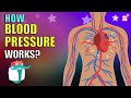 How Blood Pressure Works? | BLOOD PRESSURE | What Is Blood Pressure | Dr Binocs Show | Peekaboo Kidz