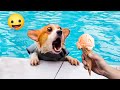 Try Not To Laugh Cats And Dogs Videos 😺🐶  Best Of The 2024 Funny Animal Videos 😁