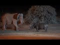 Angry Elephant \u0026 Rhino JungleFight @Night \u0026 a Big Deep Wound#viral #youtubevideo#youtube#animallife