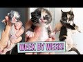 Learn How Baby Kittens Grow: 0-8 Weeks!