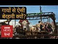 Smuggling of Cows from India to neighbouring country! (BBC Hindi)