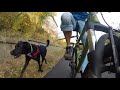 The World's Best Bicycle Dog Leash For 2018 | Under $60