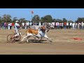 Bulgadi race Neemgaon. All wingies of the first round.oxrace. Neemgaon Race.Bailagda Shryat Neemg...