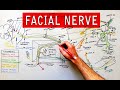Facial nerve - Origin, Function, Pathway \u0026 Branches | Anatomy Tutorial