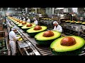 Inside a Modern Avocado Oil Factory: How Avocado Oil Is Made 🥑 (Full Factory Process) 2026