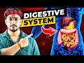 How Digestive System Works? (3D Animation)