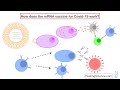 How does the mRNA vaccine for COVID-19 work?