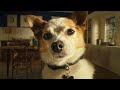 Chewy Chatty Pets: Giorgio and Ralph | Pet Prescriptions