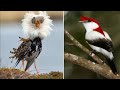 🤯 ये हैं दुनिया के 3 सबसे अनोखे पक्षी | 🦉Birds #wildCreatures #shorts