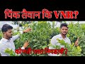 पेरूची जात कोणती निवडावी पिंक तैवान कि VNR ? || Pink Taiwan Or VNR || Guava Farming