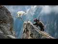 Why Bears Struggle to Catch Mountain Goats | The Ultimate Cliff Escape