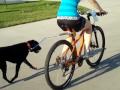 WalkyDog hands free dog bike leash review