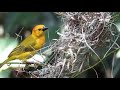 Taveta weaver/ also known as the Taveta golden weaver/