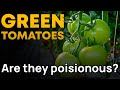 हरे टमाटरों की सच्चाई: क्या वे वाकई जहरीले होते हैं? 🍏