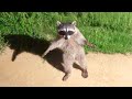 Funniest Animal Videos Ever (Part 1)