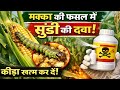 makka mein sundi kaise khatam kare l मक्का में सुंडी नाशक दवाई