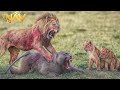 Kenya: Shocking Confrontation Between Baboons and Lions | Wild Animals