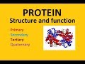 Protein structure and function in Hindi NEET Biology | Peptide EASY STUDY BYTES