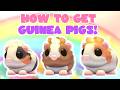 How to Get Guinea Pigs! Pet Plus Update | Adopt Me Golden Lettuce Roblox | Riivv3r