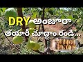 డ్రై అంజూర తయారీ విధానం | DRY ANJEERA | MAKING DRY ANJURA | PROCESS OF DRY ANJEER | అంజీర్  సాగు