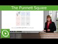 The Punnett Square: Purple \u0026 White Flowers – Genetics | Lecturio