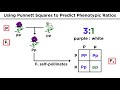 Mendelian Genetics and Punnett Squares