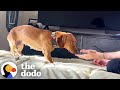 Scared Dachshund Accepts Love From Foster Dad After 6 Weeks  | The Dodo