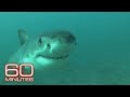 This was a great white shark hotspot. Then they mysteriously vanished | 60 Minutes