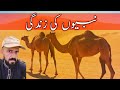 Nabio Kay Qissay | Qasas Ul Ambiya | Allah Kay Pyaray Nabio Ki Zindgi Kay Waqiat | Gul Yawa
