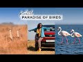 Kutch - The Paradise of Birds  | Flamingos | Wildlife of Gujarat | Great Indian Bustards | Aditi