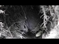 Rare View: Underground with Mazama Pocket Gopher