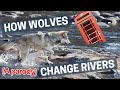 How Wolves Change Rivers (A Parody)