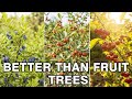 These Tiny Bushes Produce 10X MORE Food Than Fruit Trees!