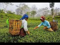 🍃🏭 How Tea is Made! 🍵🌿 | From Leaf to Cup | Tea Manufacturing Process Explained