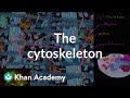 The cytoskeleton | Structure of a cell | Biology | Khan Academy