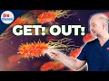 Bacteria won't leave your prostate? Do this! | UroChannel