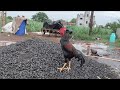 कोंबडा कॉमेडी || Cock Funny Video || Animal Dubbing || Laxmikant Bhise Comedy.