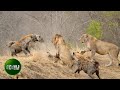 Most Amazing Fights of Lion and Hyena Ever Caught on Camera | Animal Fights