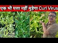 एक भी पत्ता नहीं मुड़ेगा CURL VIRUS | Leaf Curl Virus Control | thrips and mites control