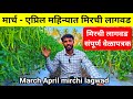 मार्च - एप्रिल महिन्यात मिरची लागवड | उन्हाळी मिरची लागवड | March April mirchi lagwad | Milind bhor