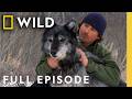 Inside the Wolf Pack (Full Episode) | America the Wild | Nat Geo Animals