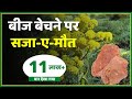 किसानो के लिए हिंग(Hing) की खेती | हिंग की खेती पर हो सकता है जान का खतरा