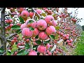 The World’s Largest Apple Orchard With a Scale of 45,000 Hectares Exporting Worldwide