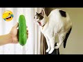 Try Not To Laugh 😍 Best Funny Cats and Dogs Videos 2026 😻🐶 Part 2