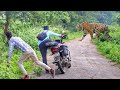 tiger attack man in the forest | tiger attack in jungle, royal bengal tiger attack