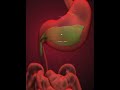 Alcohol Digestion in human body (3D Animation)