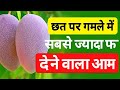 आम की यह 5 जाती कम उमर ज्यादा फल देता है 5 Best Mango Verity In Pot And Terrace Garden