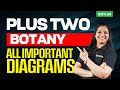 Plus Two Botany | All Important Diagrams | Xylem Plus Two