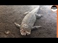 That's How a Croc's Life Ends When it Messes With Hippos
